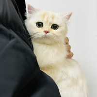 琪哥儿