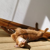 石神马