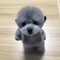 傅小闲