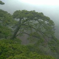 西风残雪
